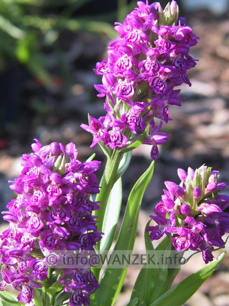 Dactylorhiza maculata 02 - Knabenkraut Blueten.jpg